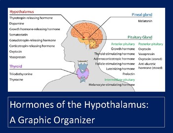 Preview of Hormones of the Hypothalamus: Graphic Organizer