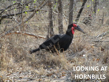 Preview of AFRICAN ANIMALS: Hornbill - PowerPoint presentation