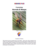 Hornets & Wasps Resource files 2022