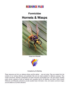 Preview of INSECTS - Hornets & Wasps Resource files 2022