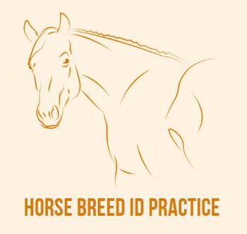 Preview of Horse Breed ID Practice