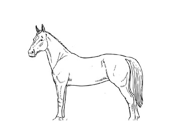 Preview of Horse Breed Project