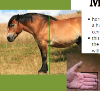 Preview of Horse Breeds/Industry - Power Point