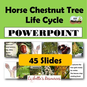 Preview of Horse Chestnut Tree Life Cycle EYFS/KS1