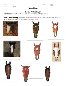 horse colors markings worksheet by sara wendt tpt