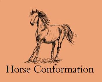 Preview of Horse Conformation Faults