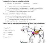 Horse Digestive System Assessment (4H, FFA, Animal/Equine/