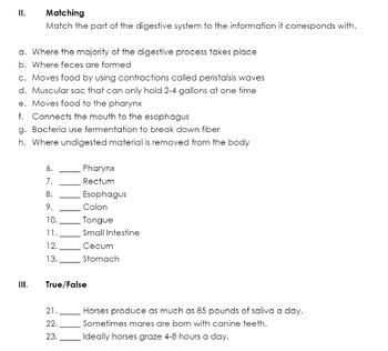 Preview of Horse Digestive System Worksheet (4H, FFA, Equine/Animal/Agriscience)