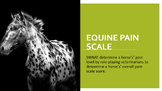 Horse/Equine Pain Scale Slides (4H, FFA, Equine/Animal Sci