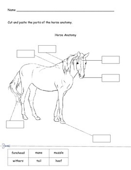 horse freebie by i heart curriculum teachers pay teachers