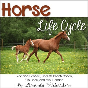 Preview of Horse Life Cycle