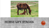 Horse Life Stages Google Slides (4H, FFA, Equine/Animal/Ag