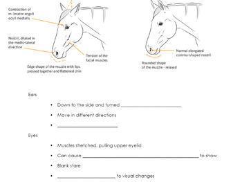 Preview of Horse Signs of Pain in Face Notes (4H, FFA, Animal/Equine Science)