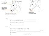 Horse Signs of Pain in Face Notes (4H, FFA, Animal/Equine 