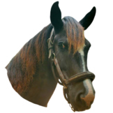 Horse classroom graphics- different breeds and colors. Pri
