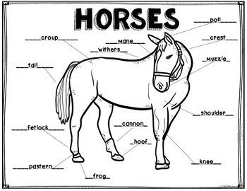 Horses, Anatomy Diagram, Coloring, Vocabulary, Science by Cathy Ruth