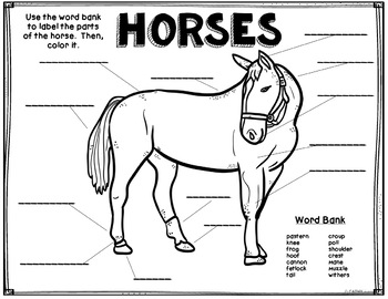 Horses, Anatomy Diagram, Coloring, Vocabulary, Science by Cathy Ruth