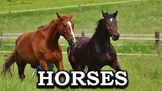 Horses - PowerPoint