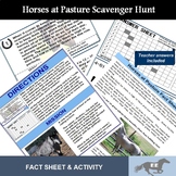 Horses at Pasture Scavenger Hunt
