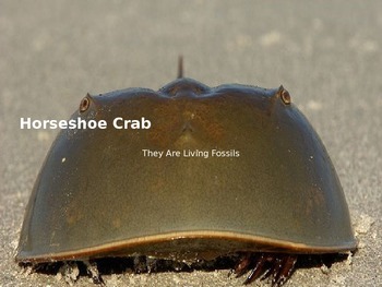Preview of Horseshoe Crab - Power Point - Information History Facts Pictures