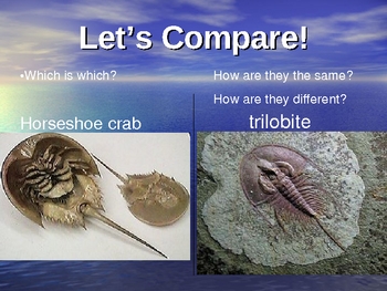 Horseshoe Crabs vs Trilobites by PurplePanda | Teachers Pay Teachers