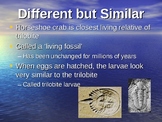 Horseshoe Crabs vs Trilobites