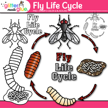 House Fly Life Cycle Clipart: Insect and Bug Graphics | TPT