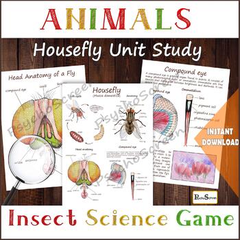 Preview of Housefly Unit Study  • MEGA Printable flies set • All About flies