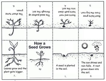 Preview of How A Seed Grows