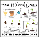 How A Seed Grows | Plant Matching Game & Poster | Life Cyc