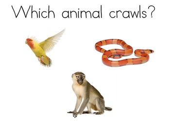Crawling Animals Chart