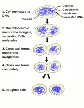 How Bacteria Reproduce - Biology by Jeannie Teacher | TPT