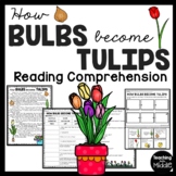 How Bulbs become Tulips Reading Comprehension and Sequenci