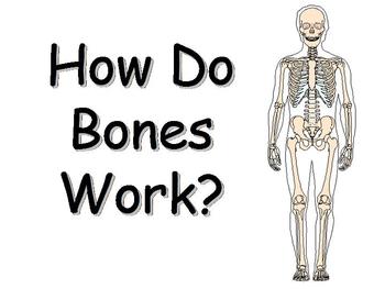 Preview of How Do Bones Work PowerPoint
