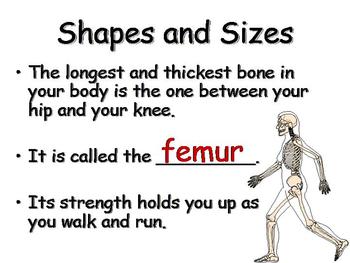 How Bones Work