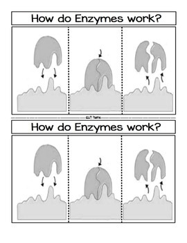 Preview of How Do Enzymes Work-Unlabeled Foldable and Key ONLY