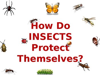 How Do Insects Protect Themselves? BOOK by Jaime Buchanan | TPT
