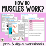 How Do Muscles Work? Guided Reading
