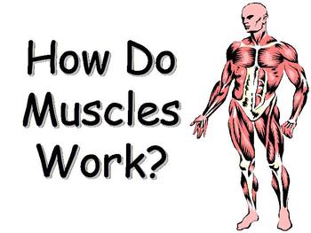 Preview of How Do Muscles Work PowerPoint