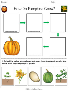 Preview of How Do Pumpkins Grow?- An Activity
