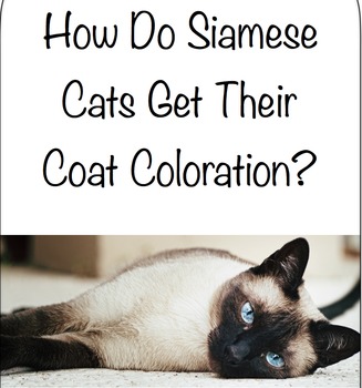 Preview of How Do Siamese Cats Get Their Coat Coloration?