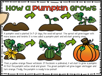 Pumpkin Life: Life Cycle and Investigation Kit for Kinder | TpT