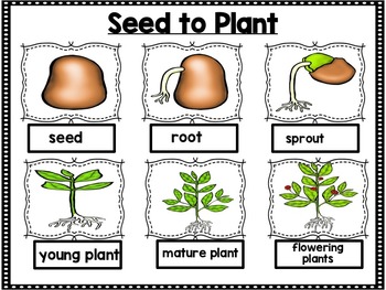 Life Cycle of a Seed to a Plant by Shining and Climbing in First