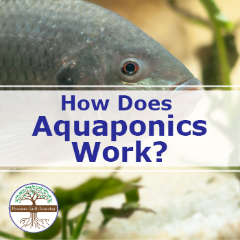 Preview of How Does Aquaponics Work? | Video Lesson, Handout, Worksheets | Agriculture