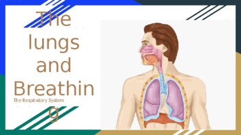 Preview of How Does the Lung and Breathing Work