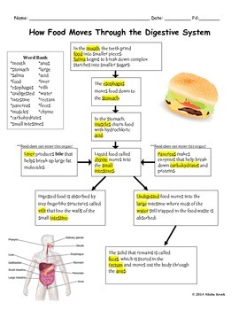 How Food Moves Through the Digestive System by Alisha Krcek | TpT