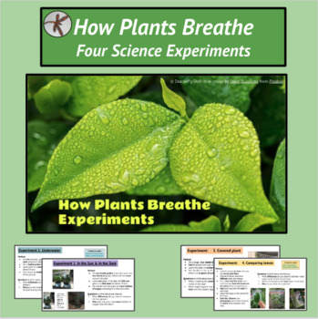 Preview of How Plants Breathe - 4 Science Experiments - Inquiry - Environment - IB PYP