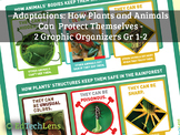 How Plants and Animals Can Protect Themselves: Graphic Org