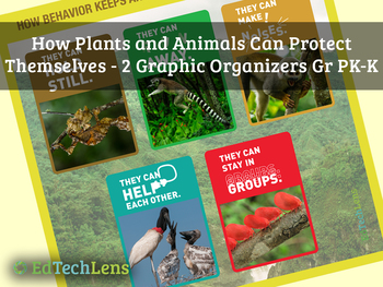 How Plants and Animals Can Protect Themselves: Graphic Organizers for Gr  PK-K