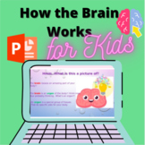 Science: How The Brain Works Powerpoint Slides (K-5)